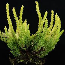 Attēlu rezultāti vaicājumam “Calluna vulgaris leaf”
