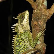 Attēlu rezultāti vaicājumam “Sauria”