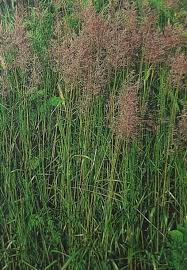 Attēlu rezultāti vaicājumam “Calamagrostis canescens”