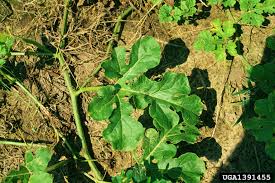 Attēlu rezultāti vaicājumam “Citrullus lanatus leaf”