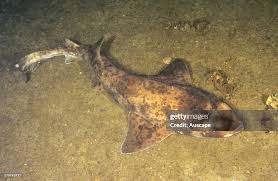 Image result for Cephaloscyllium laticeps