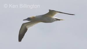 Image result for Morus bassanus