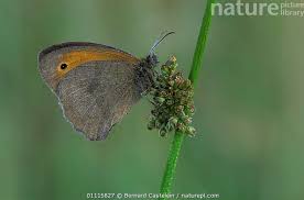 Attēlu rezultāti vaicājumam “Maniola jurtina”