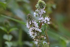 Image result for Menta x piperita