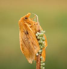 Attēlu rezultāti vaicājumam “Euthrix potatoria imago”