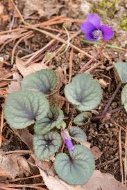 Attēlu rezultāti vaicājumam “Viola hirta leaf”
