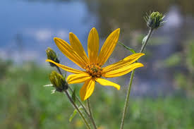 Attēlu rezultāti vaicājumam “Helianthus tuberosus flower”