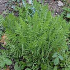 Image result for Achillea filipendulina