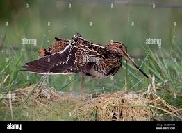 Attēlu rezultāti vaicājumam “Gallinago gallinago nest”
