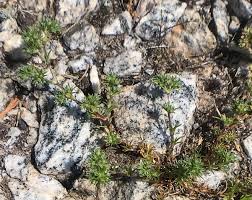 Attēlu rezultāti vaicājumam “Scleranthus annuus”