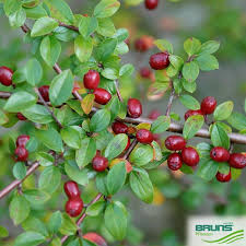 Attēlu rezultāti vaicājumam “Cotoneaster divaricatus”