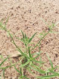 Attēlu rezultāti vaicājumam “Corispermum hyssopifolium”