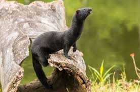 Attēlu rezultāti vaicājumam “Mustela nivalis adult”