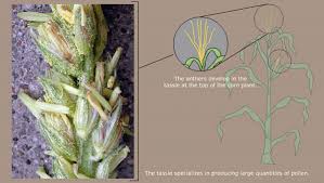 Attēlu rezultāti vaicājumam “Zea mays female flower”