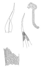 Attēlu rezultāti vaicājumam “Grimmia muehlenbeckii”
