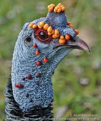 Attēlu rezultāti vaicājumam “Meleagris male”