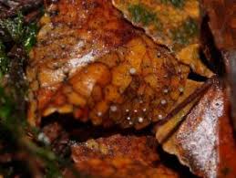 Attēlu rezultāti vaicājumam “Hymenoscyphus imberbis”