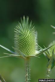 Image result for Dipsacus laciniatus