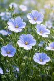 Image result for Linum usitatissimum