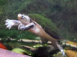 Attēlu rezultāti vaicājumam “Tortula lingulata macro”