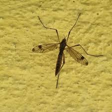 Attēlu rezultāti vaicājumam “Dictenidia bimaculata”