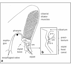 Attēlu rezultāti vaicājumam “Perichaena corticalis sessile”