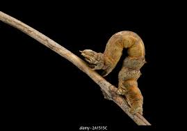 Attēlu rezultāti vaicājumam “Selenia dentaria larva”