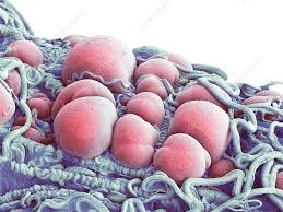 Attēlu rezultāti vaicājumam “Symphytocarpus flaccidus plasmodium”