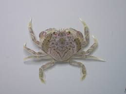 Image result for Metacarcinus magister