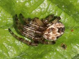 Attēlu rezultāti vaicājumam “Larinioides cornutus”