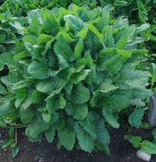 Attēlu rezultāti vaicājumam “Stachys officinalis leaf”