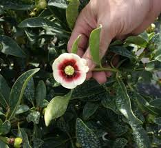 Attēlu rezultāti vaicājumam “Clusiaceae”