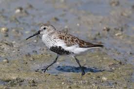 Attēlu rezultāti vaicājumam “Calidris alpina”