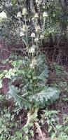 Image result for Dipsacus laciniatus