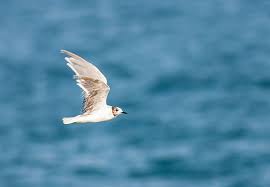 Attēlu rezultāti vaicājumam “Larus minutus adult”