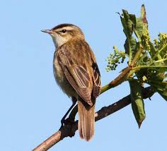 Attēlu rezultāti vaicājumam “Acrocephalus schoenobaenus adult”