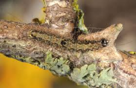 Attēlu rezultāti vaicājumam “Atolmis rubricollis”