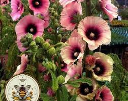 Image result for Alcea rosea `Appleblossom`
