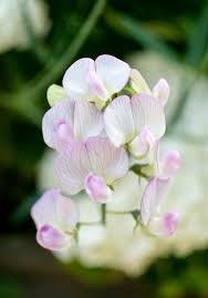 Attēlu rezultāti vaicājumam “Lathyrus latifolius flower”