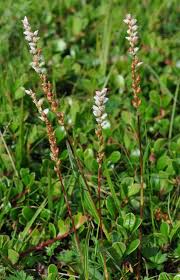 Attēlu rezultāti vaicājumam “Bistorta vivipara”