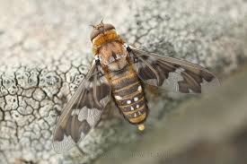 Attēlu rezultāti vaicājumam “Exoprosopa capucina”