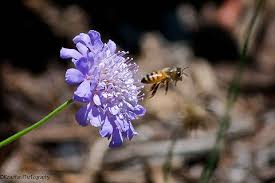 Image result for Scabiosa columbaria