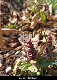 Attēlu rezultāti vaicājumam “Ajuga pyramidalis leaf”