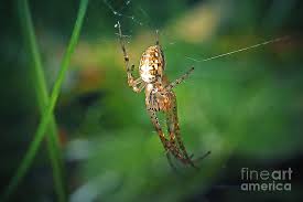 Attēlu rezultāti vaicājumam “Metellina segmentata”