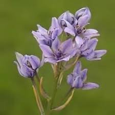 Attēlu rezultāti vaicājumam “Celastrus flagellaris”