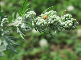 Attēlu rezultāti vaicājumam “Artemisia vulgaris leaf”