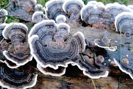 Attēlu rezultāti vaicājumam “Badhamia versicolor”