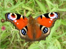 Attēlu rezultāti vaicājumam “Inachis io upperside”