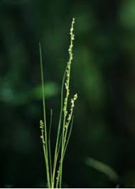 Attēlu rezultāti vaicājumam “Triglochin palustre”