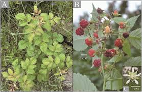 Attēlu rezultāti vaicājumam “Rubus idaeus fruit”